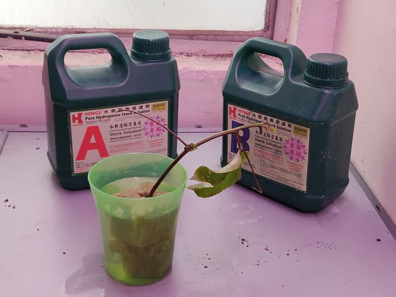 Photo of hydroponics plant and solution